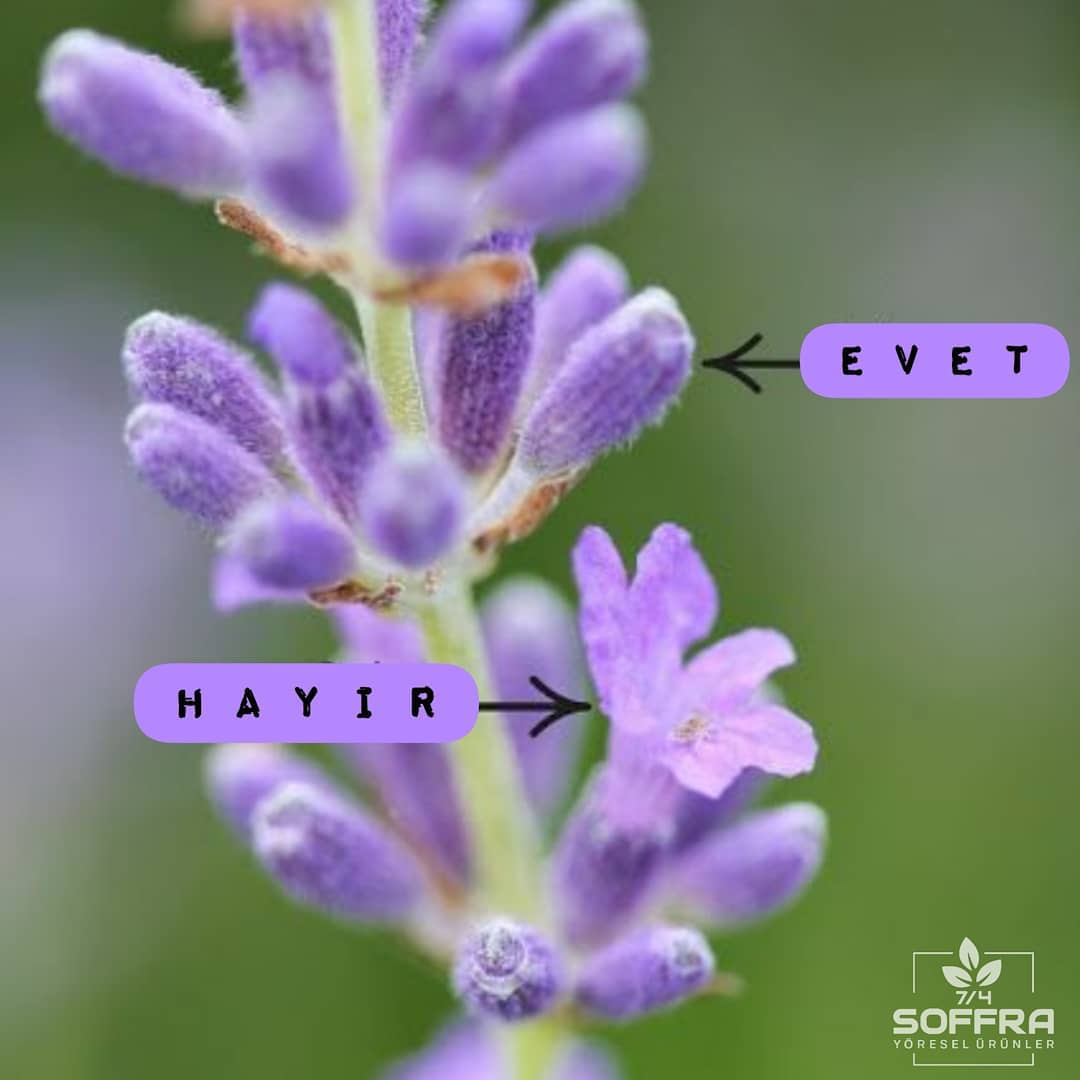 Lavanta Özü 1Kg