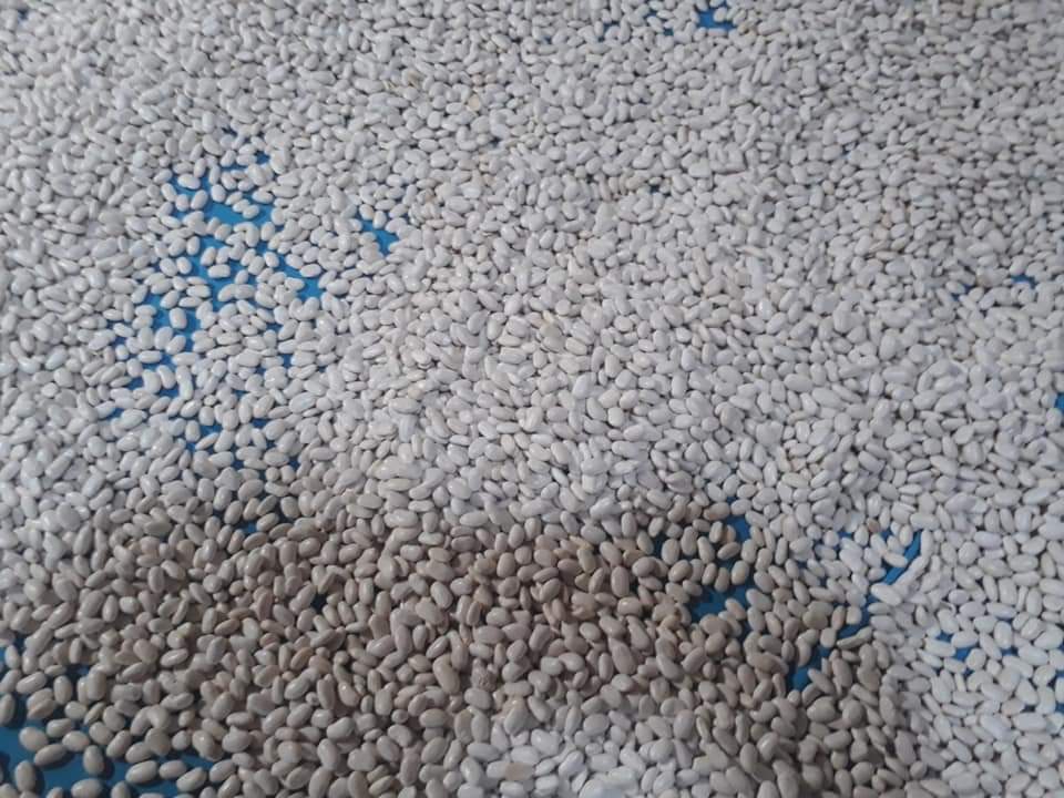 Çalı Fasulyesi Kuru