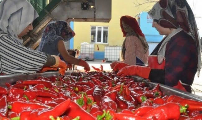 Biber Salçası 20kg kova Gün Kurusu